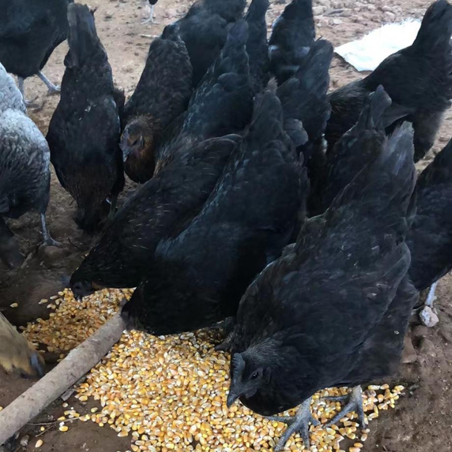 SF Express Yuebei Alpine Fresh Five-Black Old Hen