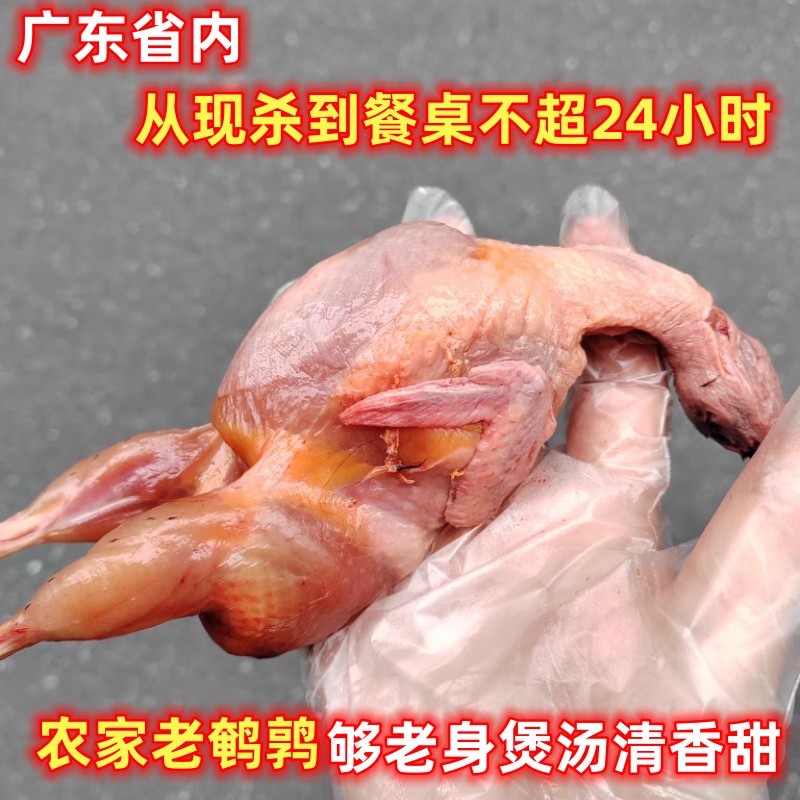 The quails are now being slaughtered and raised in the farmhouse to make soup for the elderly, which is sweet and refreshing.