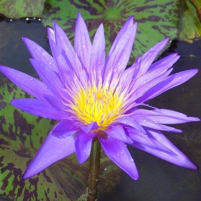迷你睡莲根块带花芽苞碗莲种藕四季水培植物室内水养小型荷花根 朝霞种业 淘优券 迷你睡莲根块带花芽苞碗莲种藕四季水培植物室内水养小型荷花根 朝霞种业 淘优券