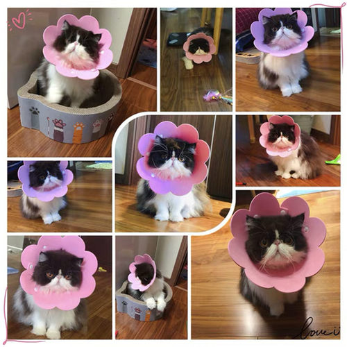 宠物伊丽莎白羞耻圈猫咪防咬狗防舔圈项圈猫头套耻辱围脖绝育套围 - 图2