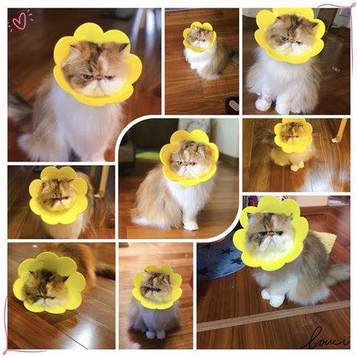 宠物伊丽莎白羞耻圈猫咪防咬狗防舔圈项圈猫头套耻辱围脖绝育套围 - 图3