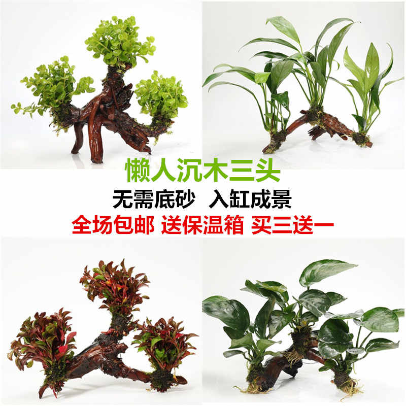 鱼缸水草淡水草 新人首单立减十元 21年7月 淘宝海外 鱼缸水草淡水草 新人首单立减十元 21年7月 淘宝海外