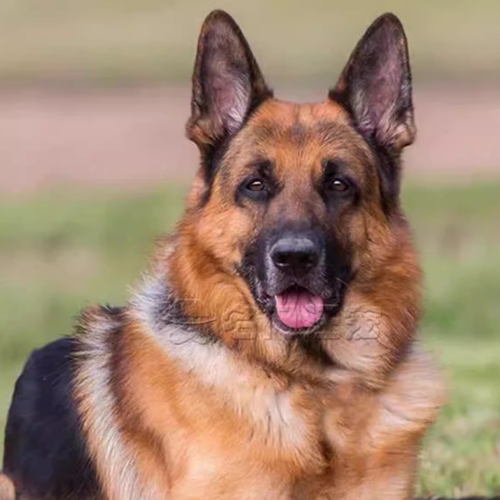 纯种德牧幼犬活体赛级德国牧羊犬弓背黑背狼狗警犬大型犬宠物狗狗