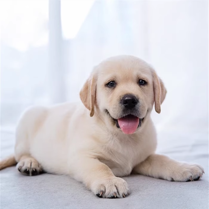 纯种拉布拉多幼犬活体奶白色黑色拉布拉多导盲犬神犬小七宠物狗狗 - 图1