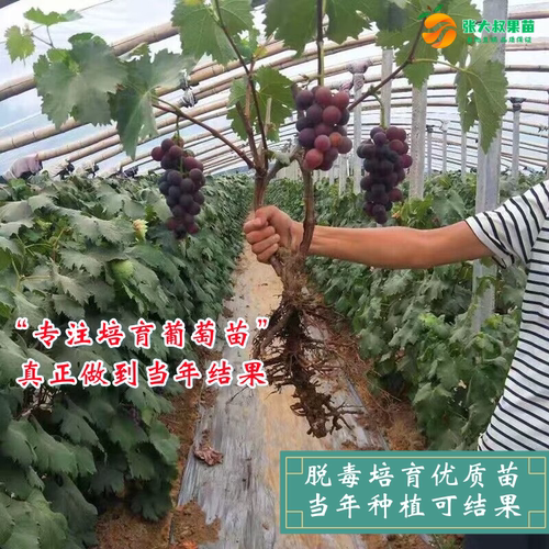 巨峰葡萄树苗特大无籽葡萄苗耐寒南北方四季种植巨峰葡萄当年结果 - 图1