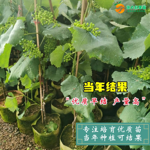 水晶葡萄树苗爬藤葡萄树苗庭院盆栽无籽水晶葡萄苗南北方当年结果 - 图1