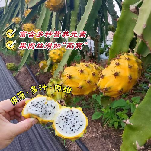 燕窝火龙果树苗带果新品种麒麟果苗黄皮白肉火龙果嫁接苗当年结果 - 图2