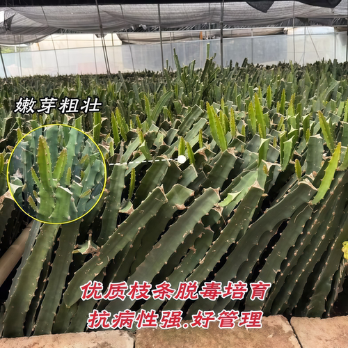 燕窝火龙果树苗带果新品种麒麟果苗黄皮白肉火龙果嫁接苗当年结果 - 图1
