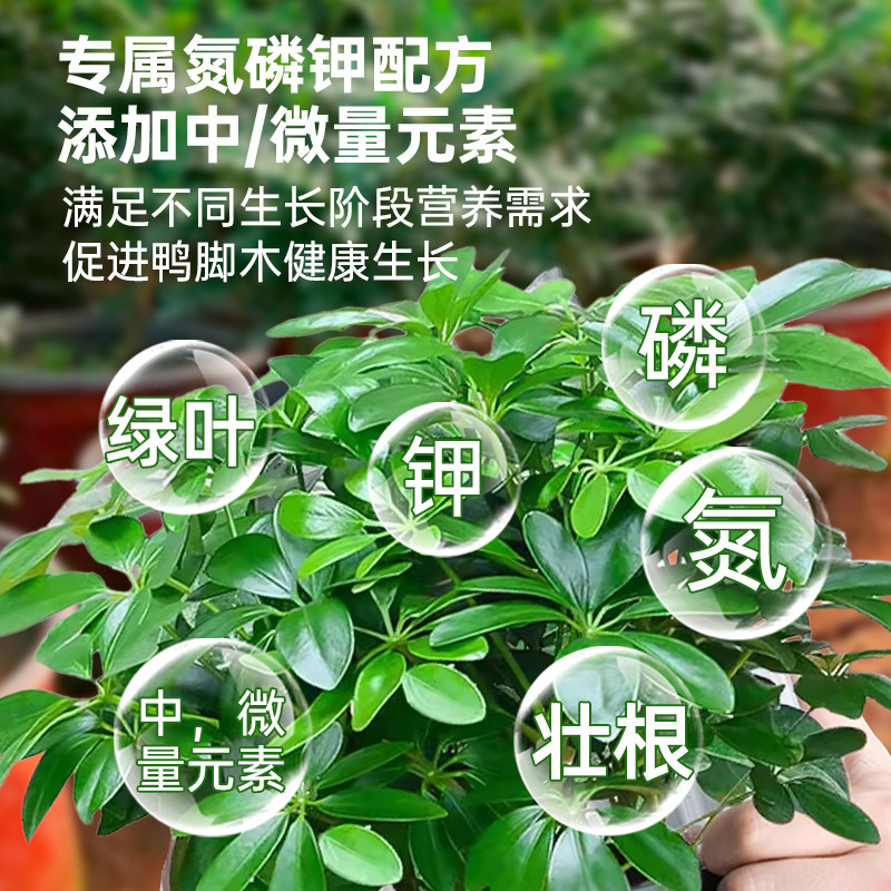 鸭脚木营养液花肥鸭掌木专用肥绿叶盆栽鹅掌木鸭脚木肥料液体肥,淘宝优惠券,粉丝福利购,淘宝优惠卷