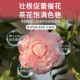 Camellia special slow-release fertilizer blended fertilizer