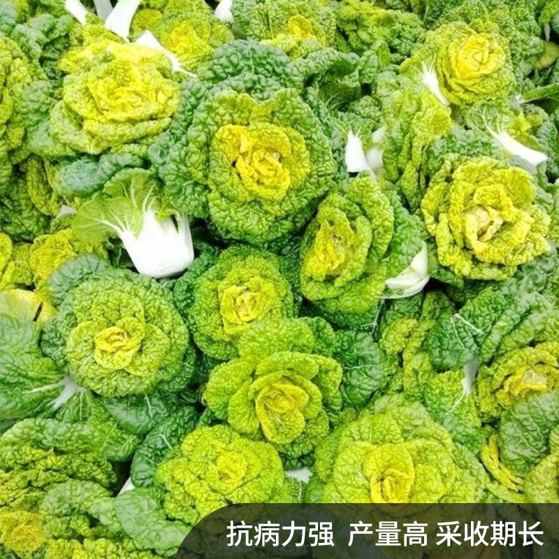 淮南黄心乌种子乌塌菜种籽四季黄心菜冬天蔬菜孑黑菜秋冬季菜种籽-图1