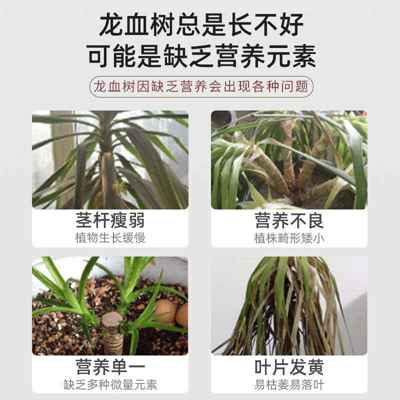 龙血树营养液叶子发黑金刚龙须树专用肥料花肥太空铁肥料盆栽通用 - 图3