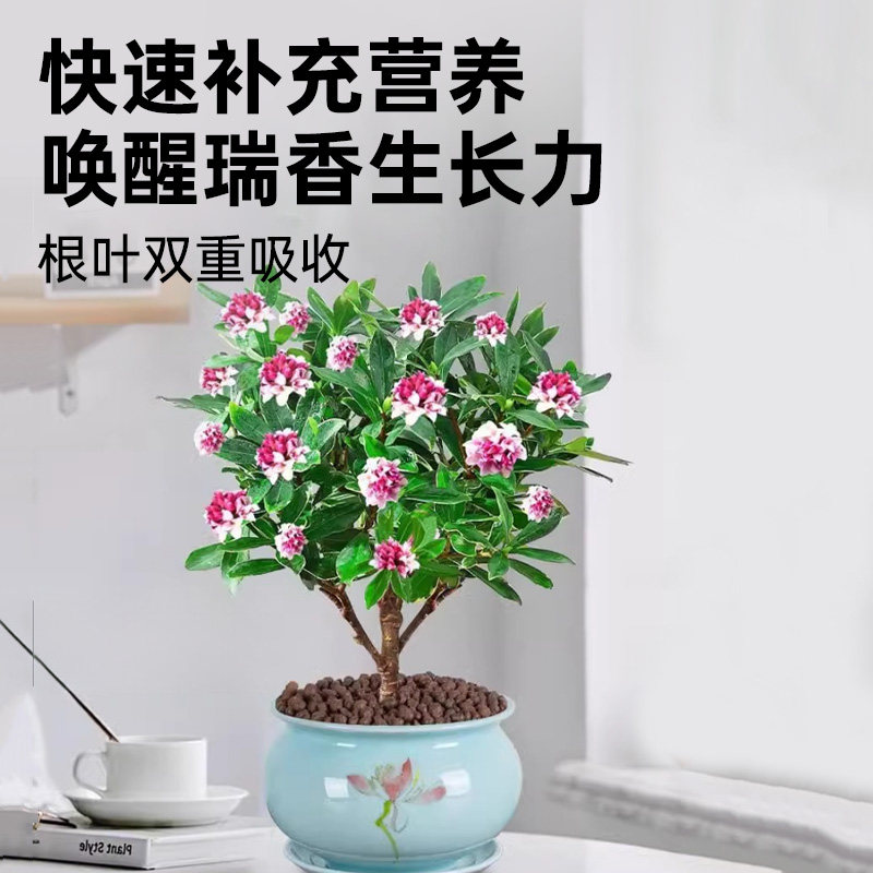 瑞香营养液花肥金边瑞香专用肥料治黄叶室内盆栽开花肥水溶液体肥,淘宝优惠券,粉丝福利购,淘宝优惠卷