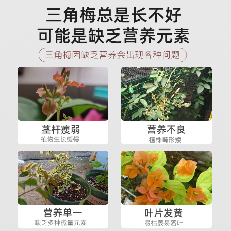 三角梅开花专用肥促开花爆花肥家用养花复合肥长效肥颗粒缓释肥料 - 图0