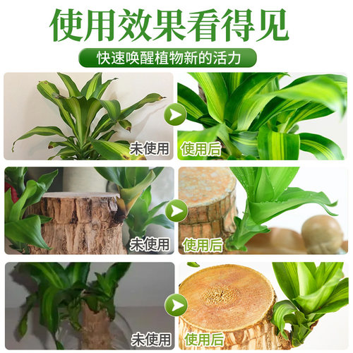 巴西木营养液幸运木开花专用水培叶子发黄免稀释巴旦木植物肥料-图3