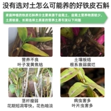 Дендробий специальные почвенные питательные вещества и цветочные цветы