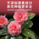 Camellia special slow-release fertilizer blended fertilizer