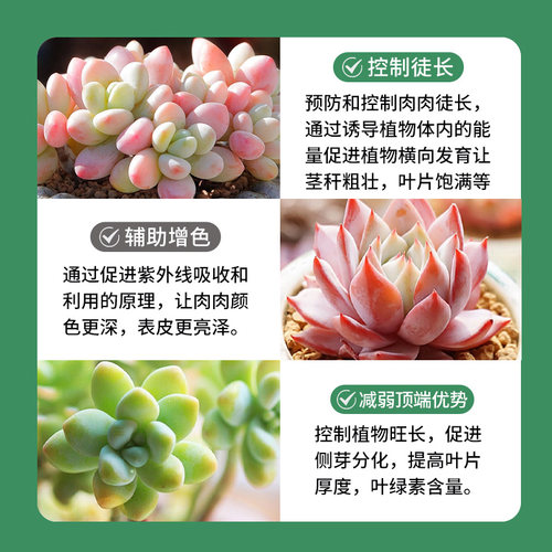 多肉专用矮胖素优芽素上色剂植物促芽增色剂防徒长壮矮素营养液肥 - 图2