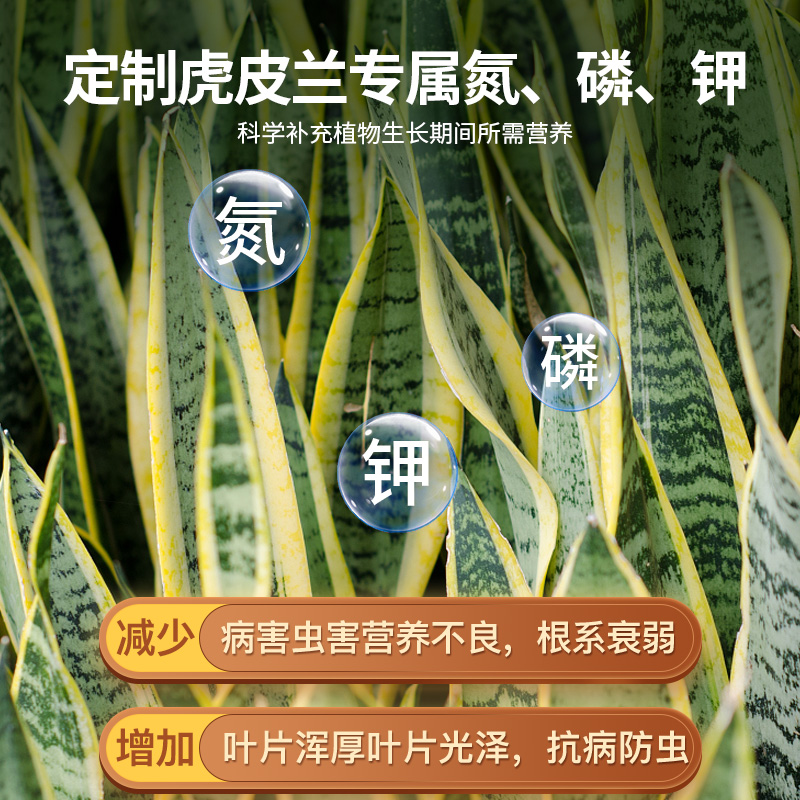 虎皮兰营养液促花肥白玉金边虎皮兰专用肥料虎尾兰绿植肥料水溶肥 - 图1