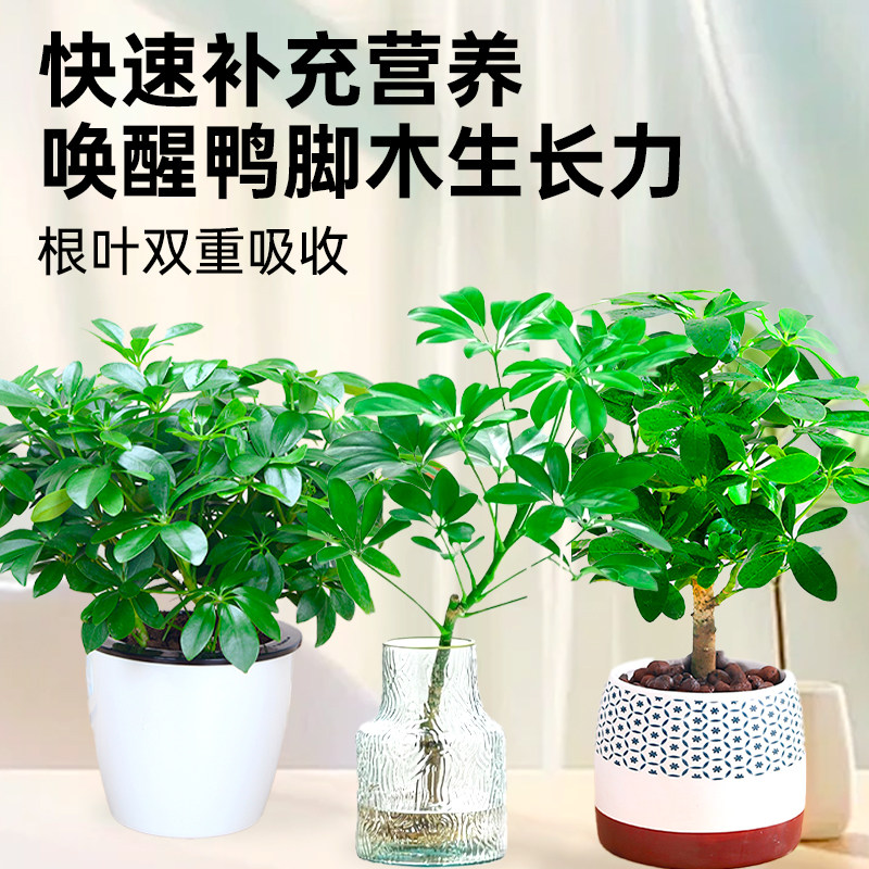 鸭脚木营养液花肥鸭掌木专用肥绿叶盆栽鹅掌木鸭脚木肥料液体肥,淘宝优惠券,粉丝福利购,淘宝优惠卷