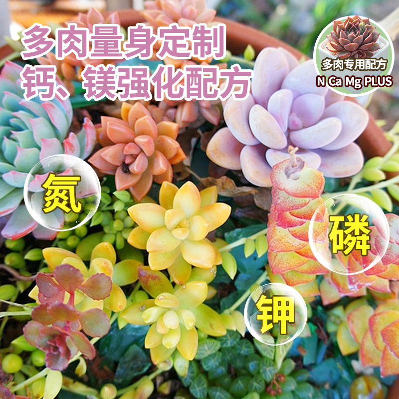 多肉营养液免稀释肉肉植物营养液花肥增色养多肉肥料专用肥叶面肥-图3