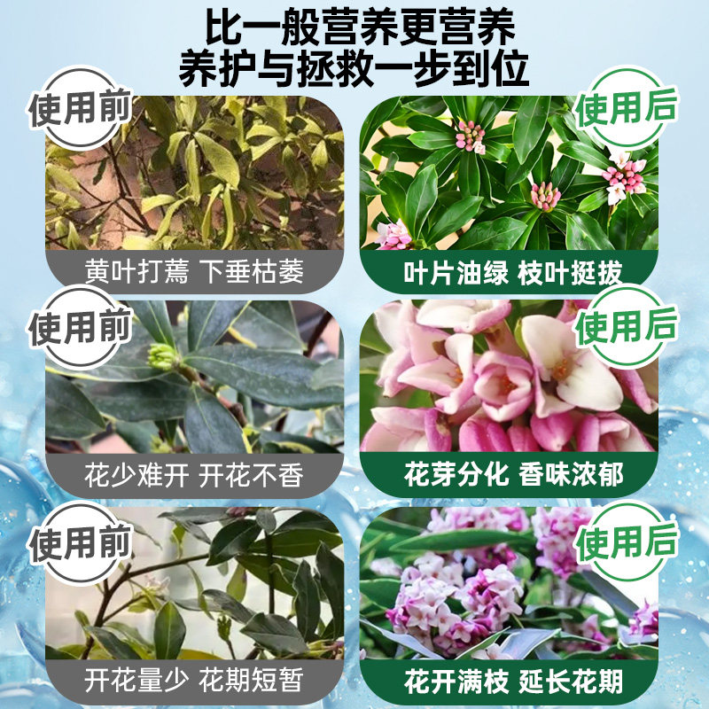瑞香营养液花肥金边瑞香专用肥料治黄叶室内盆栽开花肥水溶液体肥,淘宝优惠券,粉丝福利购,淘宝优惠卷