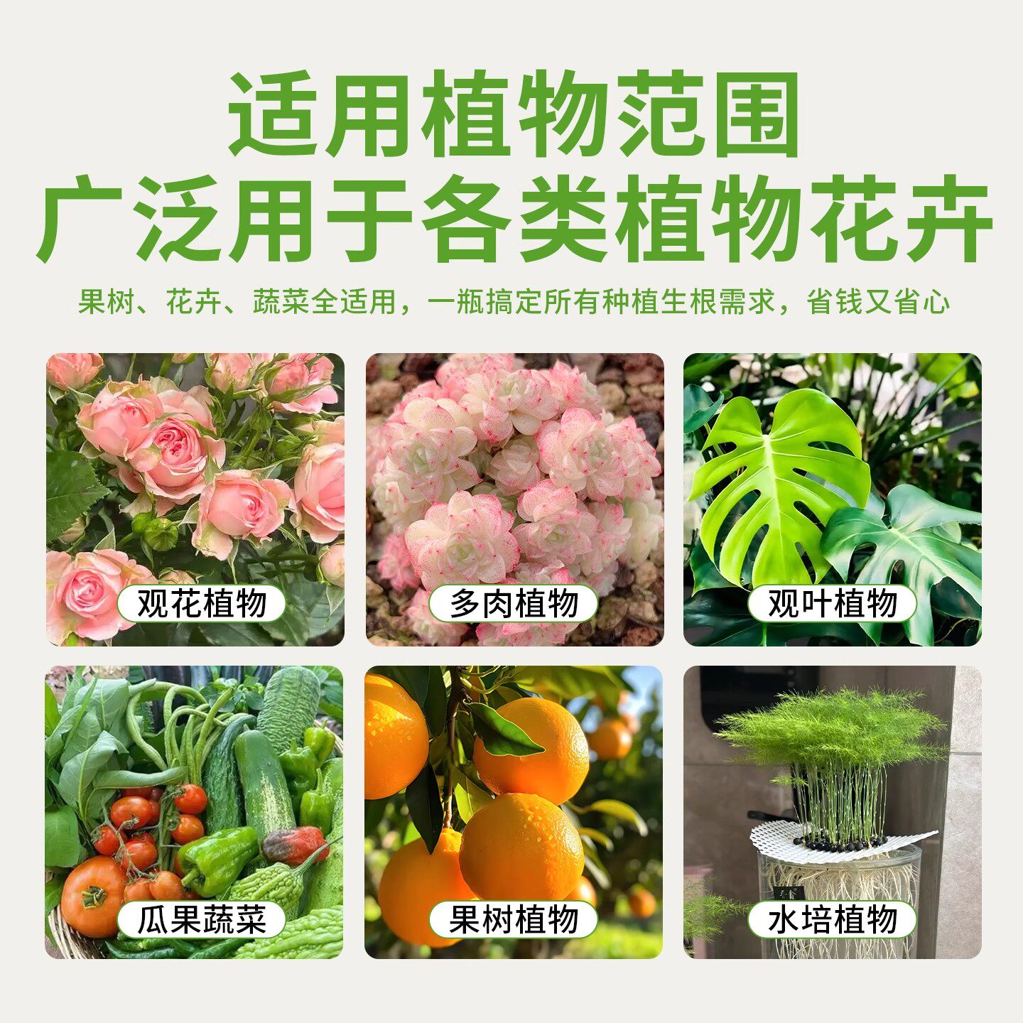 快速生根粉植物通用果树专用移栽扦插生根壮苗剂生根液树桩水溶肥,淘宝优惠券,粉丝福利购,淘宝优惠卷