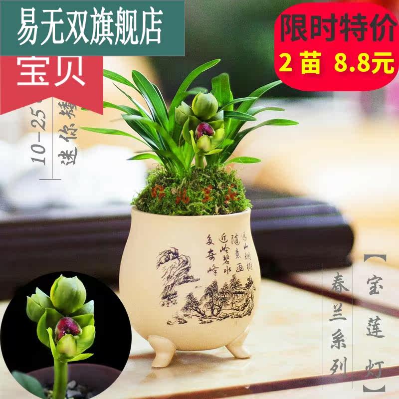 兰花苗春兰宝莲灯浓香型易开花绿植 易无双花卉