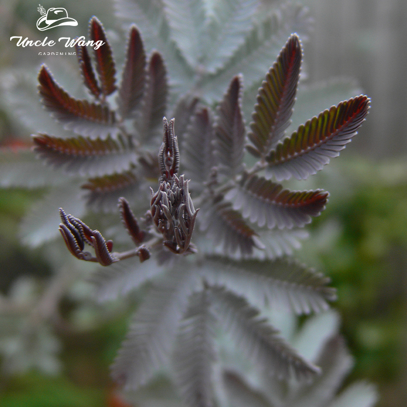 种花王大爷 网红庭院观叶植物庭院园林造景紫叶密羽金合欢 - 图0