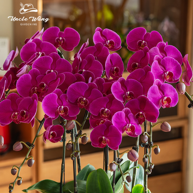 种花王大爷蝴蝶兰大辣椒阳台客厅兰花四季花卉好养净化空气,淘宝优惠券,粉丝福利购,淘宝优惠卷