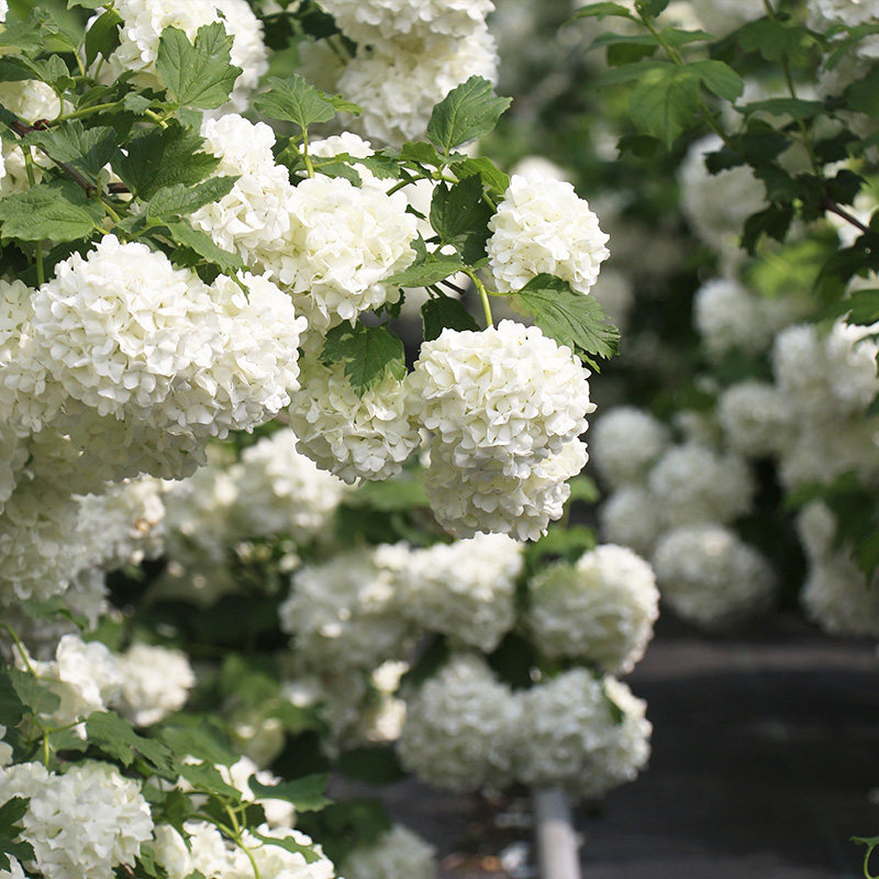 种花王大爷 欧洲木绣球土球花苗耐热庭院观花绣球地栽,淘宝优惠券,粉丝福利购,淘宝优惠卷