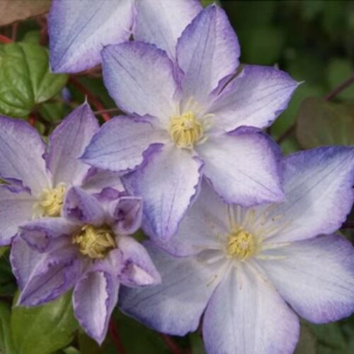 种花王大爷铁线莲攀援庭院阳台盆栽爬藤植物花苗阳台庭院花卉 - 图2