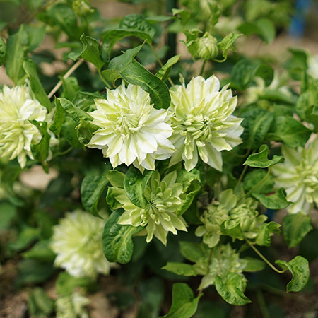 种花王大爷 铁线莲P9盆栽苗多年生藤本花卉皇后爬藤植物庭院花卉 - 图2