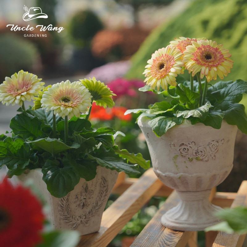 种花王大爷非洲菊日出奶昔盆栽多年生花园阳台庭院植物易养花期长,淘宝优惠券,粉丝福利购,淘宝优惠卷