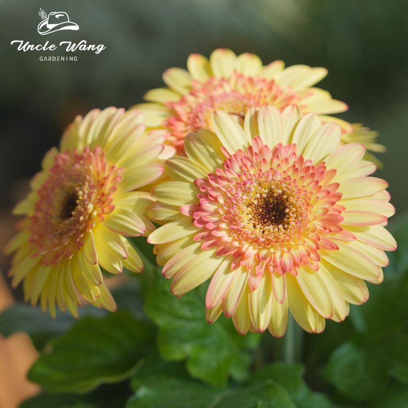 种花王大爷非洲菊日出奶昔盆栽多年生花园阳台庭院植物易养花期长,淘宝优惠券,粉丝福利购,淘宝优惠卷