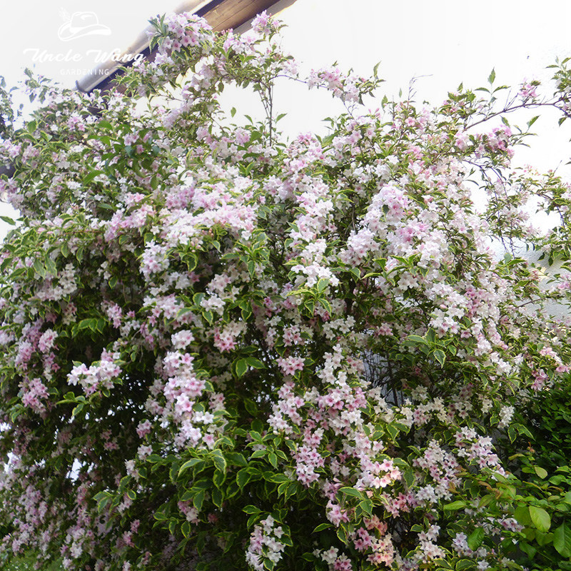 种花王大爷 花叶锦带土球苗花灌木植物花园庭院耐热观叶观花,淘宝优惠券,粉丝福利购,淘宝优惠卷