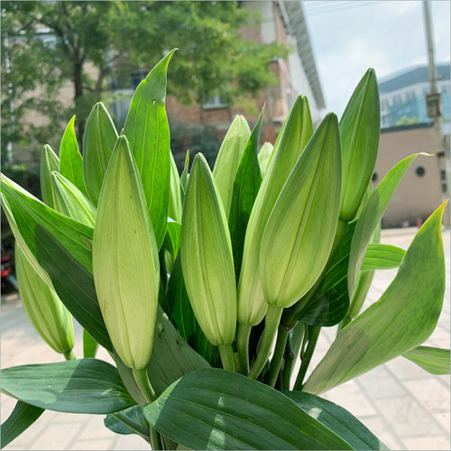 鲜花花束云南昆明基地直发香水百合花速递同城配送生日礼物妇女节 - 图2