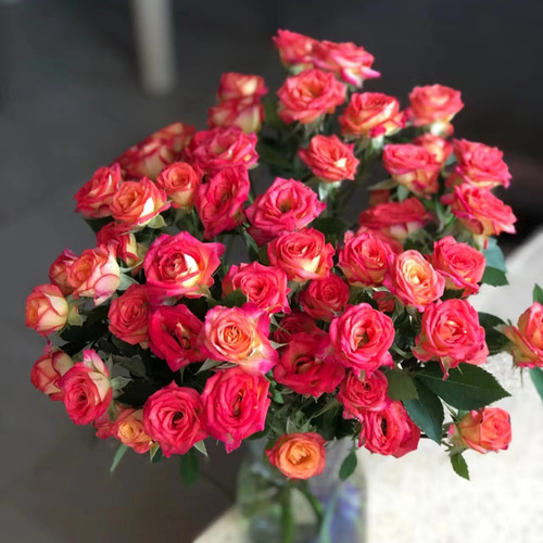 多头玫瑰花泡泡云南鲜花花束基地直发速递同城生日苏菲宝贝妇女节 - 图2