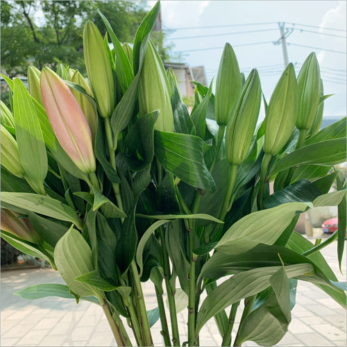 鲜花花束云南昆明基地直发香水百合花速递同城配送生日礼物妇女节 - 图1