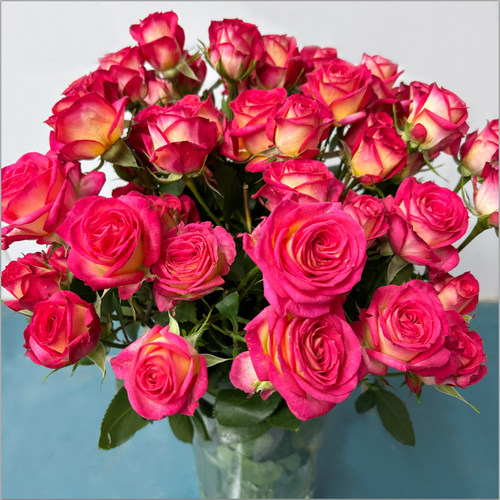 多头玫瑰花泡泡云南鲜花花束基地直发速递同城生日苏菲宝贝妇女节 - 图0