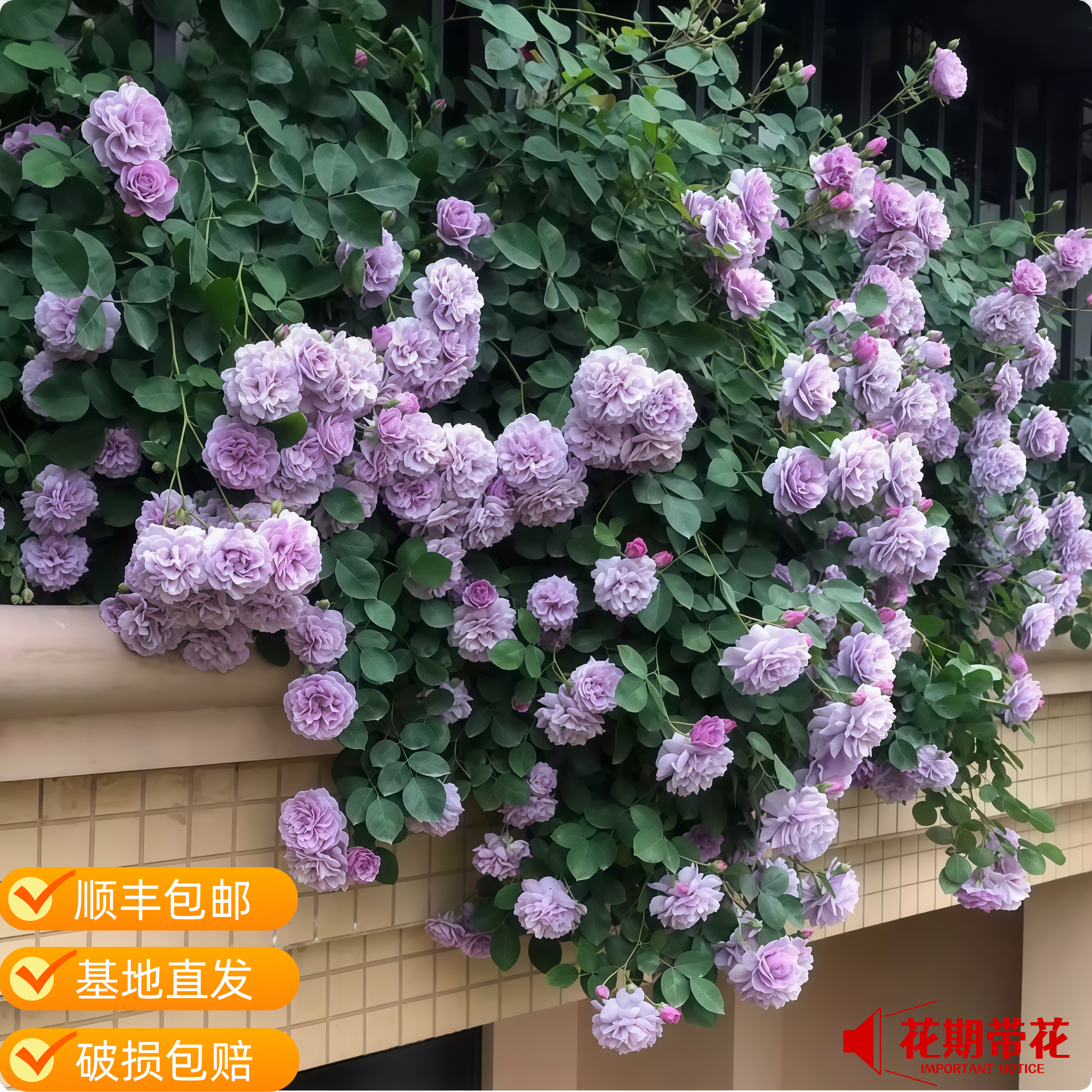 藤本月季大苗爬藤月季蔷薇花苗庭院阳台攀援花卉浓香大花蓝色阴雨,淘宝优惠券,粉丝福利购,淘宝优惠卷
