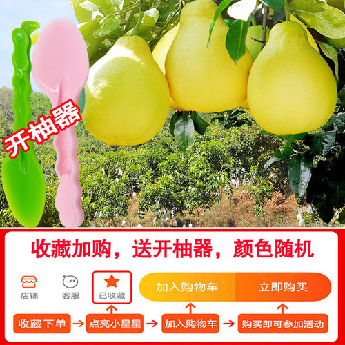 正宗南康甜柚水果新鲜白心柚赣南红稀土种植纯甜孕妇沙田柚子 - 图2