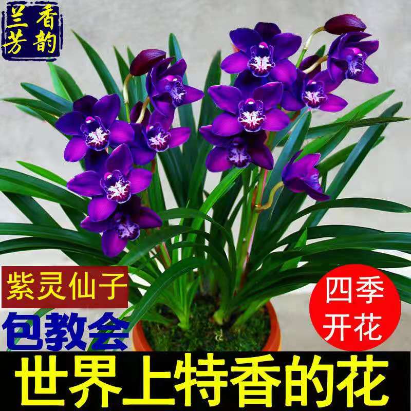 浓香型兰花苗大花蕙兰墨兰建兰花卉盆栽绿植室内植物盆景兰花盆栽 - 图1