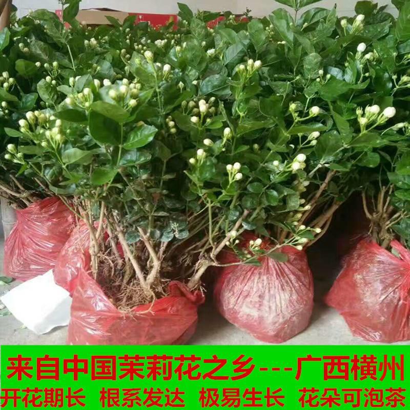 重瓣茉莉花苗盆栽老桩广西横县白茉莉苗庭院四季阳台开花浓香 - 图0