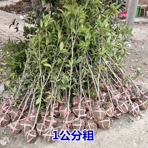 低价处理1-4cm桂花树苗大树8八月金桂丹桂四季桂当年开花盆栽地栽 - 图1