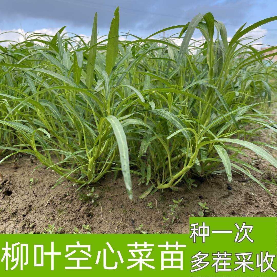 正宗博白空心菜种子柳叶青白梗小叶通心菜籽四季盆栽阳台蔬菜种籽