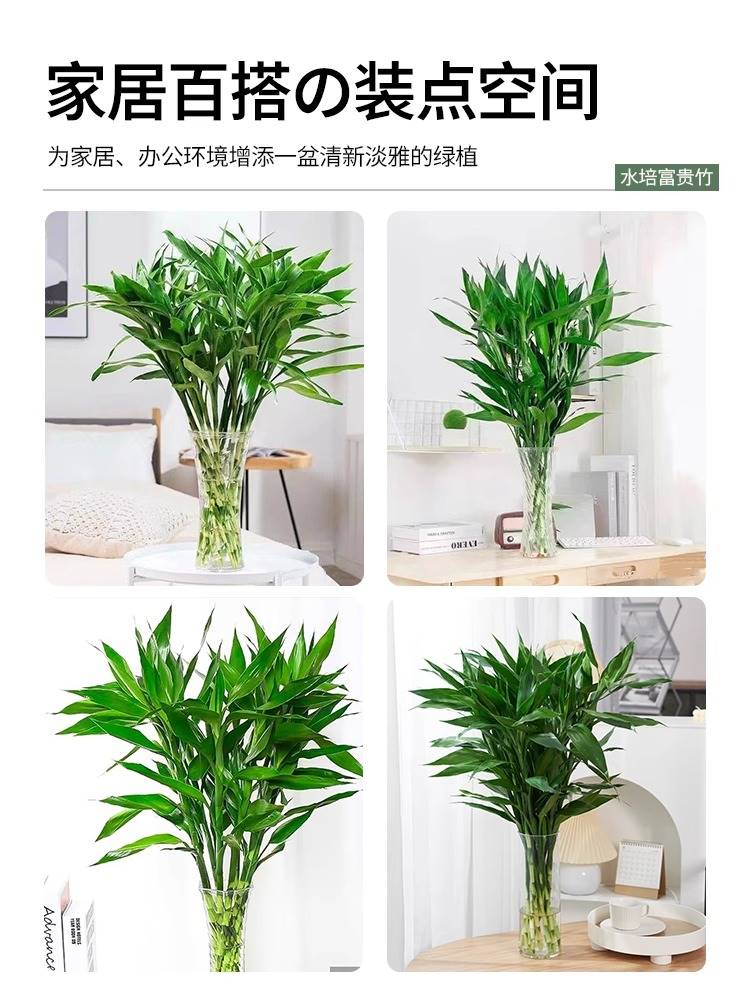 【大叶粗枝】富贵竹水培植物水养招财粗竹绿萝盆栽室内客厅水养 - 图2