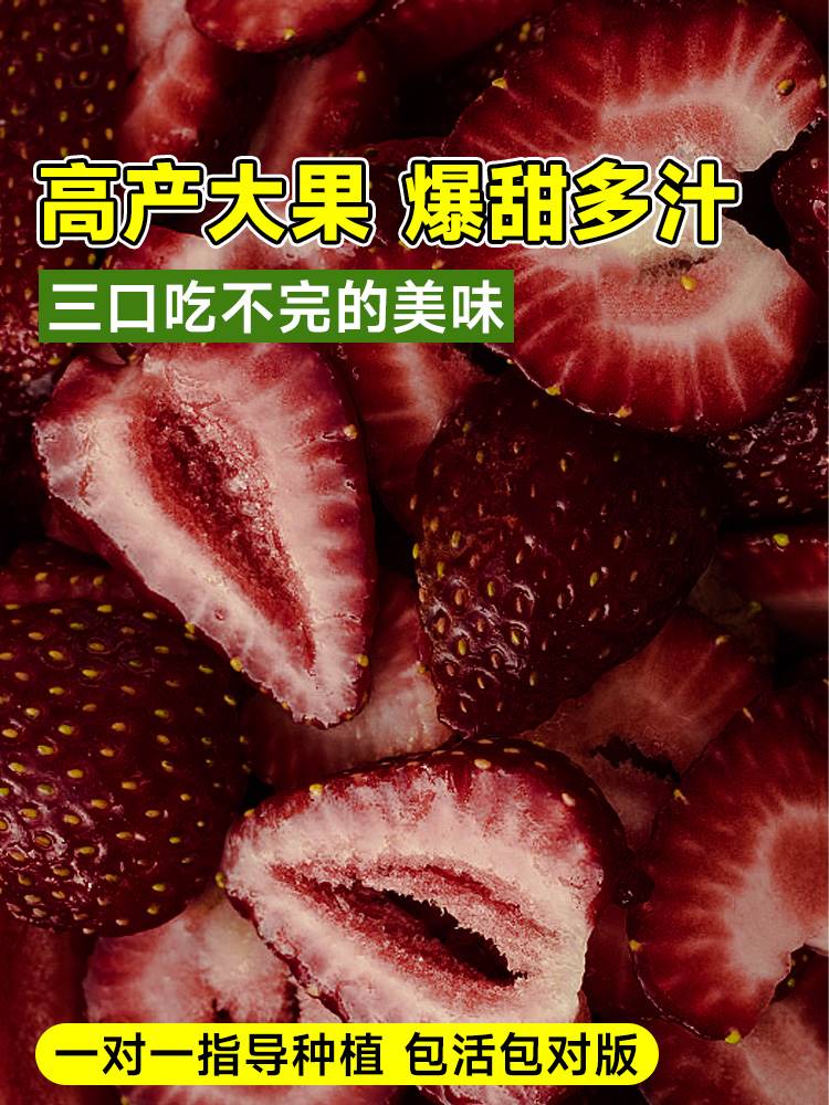 黑珍珠草莓苗秧盆栽四季结果奶油草莓苗种室内阳台植物可食用绿植-图1