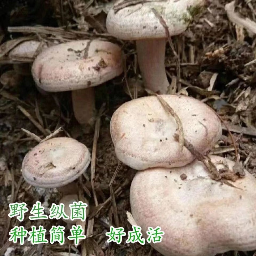 人工栽培黄枞菌 野生乌纵菌黄纵菌 松菌 松纵菌人工种植菌种 - 图3