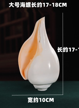 西藏尼泊尔海螺家居饰品用品手工白海螺居家客厅响螺号角摆件供螺